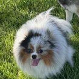 Myla self - Pomeranian