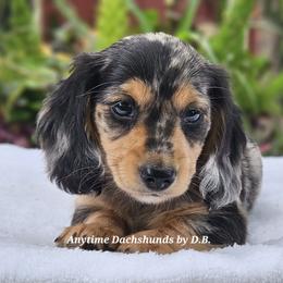 Ricky Bobby 3975 - Dapple male Dachshund puppy in Ben Wheeler, Texas from Anytime Dachshunds by D.B.