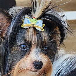 Spike - Biewer Terrier