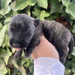 Brody - Brindle male Scottish Terrier puppy in Chattanooga, Tennessee from Oodles of Cuties!