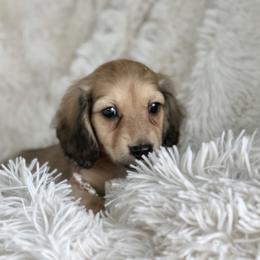 Dunstan price is 5000dollars - Cream male Dachshund puppy in Crystal, Michigan from Mare-bella Dachshunds