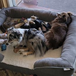 Toy Australian Shepherds from Rockin AC Toy Aussies