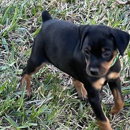 Miniature Pinschers from Choctaw Min Pins