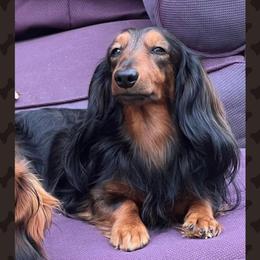 Troy  - Dachshund
