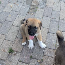 Girl 3-light blue - Fawn female Anatolian Shepherd Dog puppy in Cleveland, Minnesota from Schmahl Family Farms