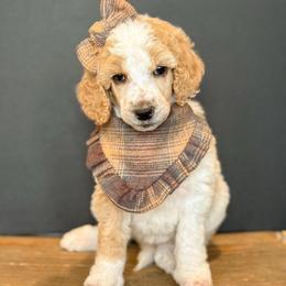 Glinda - Parti female Poodle puppy in Bellville, Ohio from Cedar Ridge Standard Poodles