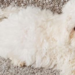 Bichon Frises from Jodith's Bichon Frise