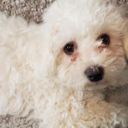 Bichon Frises from Jodith's Bichon Frise