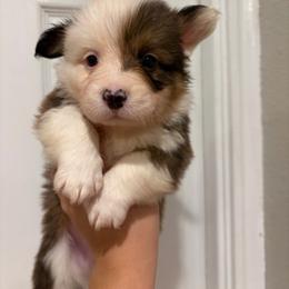 Ghost - Sable male Pembroke Welsh Corgi puppy in Boyd, Texas from Barker's Corgis