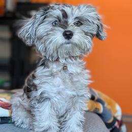 Bernedoodle, Bernese Mountain Dog, Goldendoodle, and Shihpoo Puppies from Route 66 Poodles & Doodles, Sapphire Shih-tzu's of Ohio