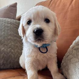 Blue boy - Light golden male Golden Retriever puppy in Pahrump, Nevada from Southern Nevada Goldens
