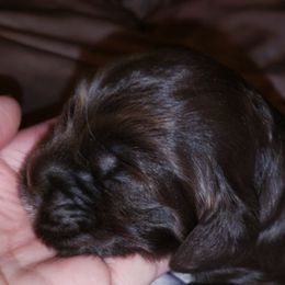 Cocker Spaniel Puppies from RNA Cockers