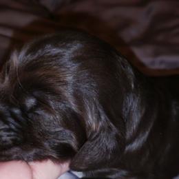 Cocker Spaniel Puppies from RNA Cockers