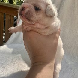 French Bulldog Puppies from Hope Mountain French Bulldogs