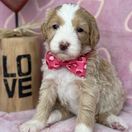 Pink-nellie - Red female Bernedoodle puppy in Yuciapa, California from AlltheDoodlez_