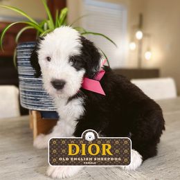 Dior - Gray and white female Old English Sheepdog puppy in Cleveland, Tennessee from Narrow Path Old English & Sheepadoodles