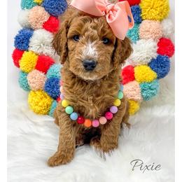 Pixie - Red  female Goldendoodle puppy in State Road, North Carolina from Must Love Doodles