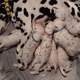 Dalmatian Puppies from Paisley