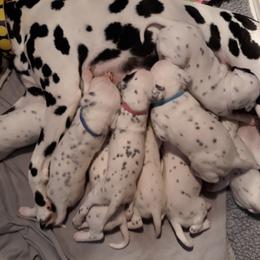Dalmatian Puppies from Paisley