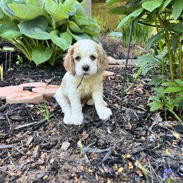 Cocker Spaniel Puppies from Sylvan Acres Spaniels