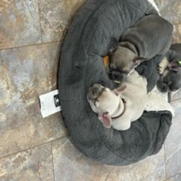 French Bulldog Puppies from Davis Family Frenchies