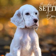 Emily- Teal Collar - English Setter puppy from Bucks County Setters