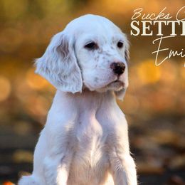 Emily- Teal Collar - English Setter puppy from Bucks County Setters