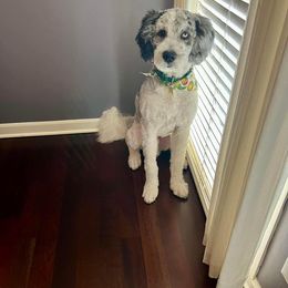 Bernedoodle and Goldendoodle Puppies from A.N.A. Doodles