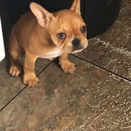 Boston Terrier and French Bulldog Puppies from High Plains