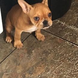 Boston Terrier and French Bulldog Puppies from High Plains