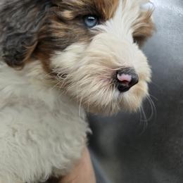 Bernedoodle and Goldendoodle Puppies from Granton Creek