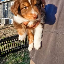 Australian Shepherd Puppies from Lake Daze