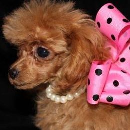 Poodles from Southern Lady Red Poodles