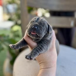 Xena - Gray female Cane Corso puppy in Las Vegas, Nevada from LV3M Cane Corso