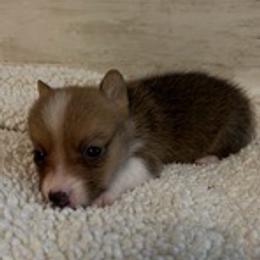 PB boy 4 - White and red male Pembroke Welsh Corgi puppy in Dickinson, Texas from Gulf Coast Corgis