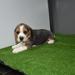 Brown Collar Female - Beagle puppy from JLB Beagles & MBT