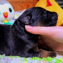 Black Collar - Male - Black and red male German Shepherd puppy in Charlotte, North Carolina from Zuflucht K9s