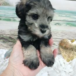 Snickers (Phantom) - Black and tan male Schnoodle puppy in Andalusia, Alabama from Kaleidoscope Kennels