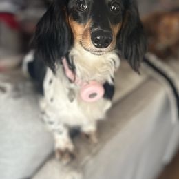 Ellie - Dachshund