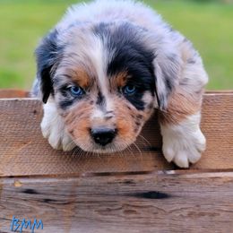 Australian Shepherd and Great Pyrenees Puppies from Naches Heights Ranch