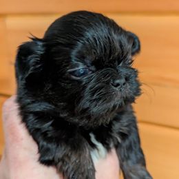 Dobie Boy 1 - Black and tan male Shih Tzu puppy in Surry, Maine from McKayla Hairston
