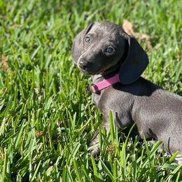 Dachshunds from Morgan’s Dapper Dachshunds