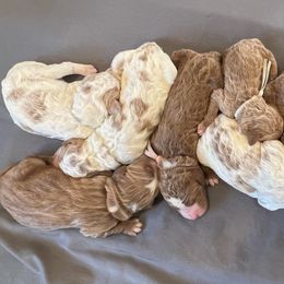 Goldendoodle Puppies from Cali Doodles
