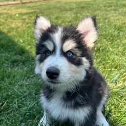 Pomsky Puppies from Perfect Companion Pomskies