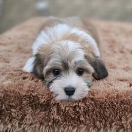 Cavachon, Cavalier King Charles Spaniel, Cavapoo, and Havanese Puppies from Peaks Pups & Cavachon Love Chocolate Cavaliers, Cavaliers, Cavachon’s, Cavapoos & Havanese