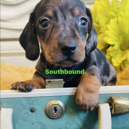 Buckshot - Dapple male Dachshund puppy in Leoma, Tennessee from Southbound Kennel