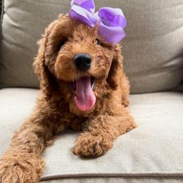 Rosemary - Red  female Goldendoodle puppy in Georgia from Mother of Golden Doodles