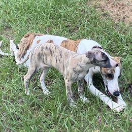 Whippet All Grown Up from Beloved Whippets