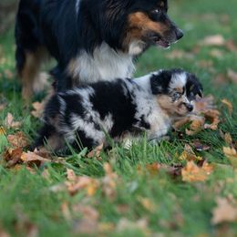 Australian Shepherd Puppies from McDonald Farm's Australian Shepherds