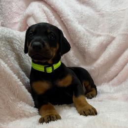 JuneBug Green Collar) - Black and rust female Doberman Pinscher puppy in Centralia, Missouri from TopSpots Farm